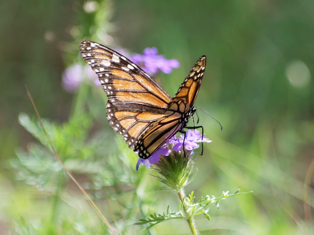 Monarch Butterfly with Worn Wings
