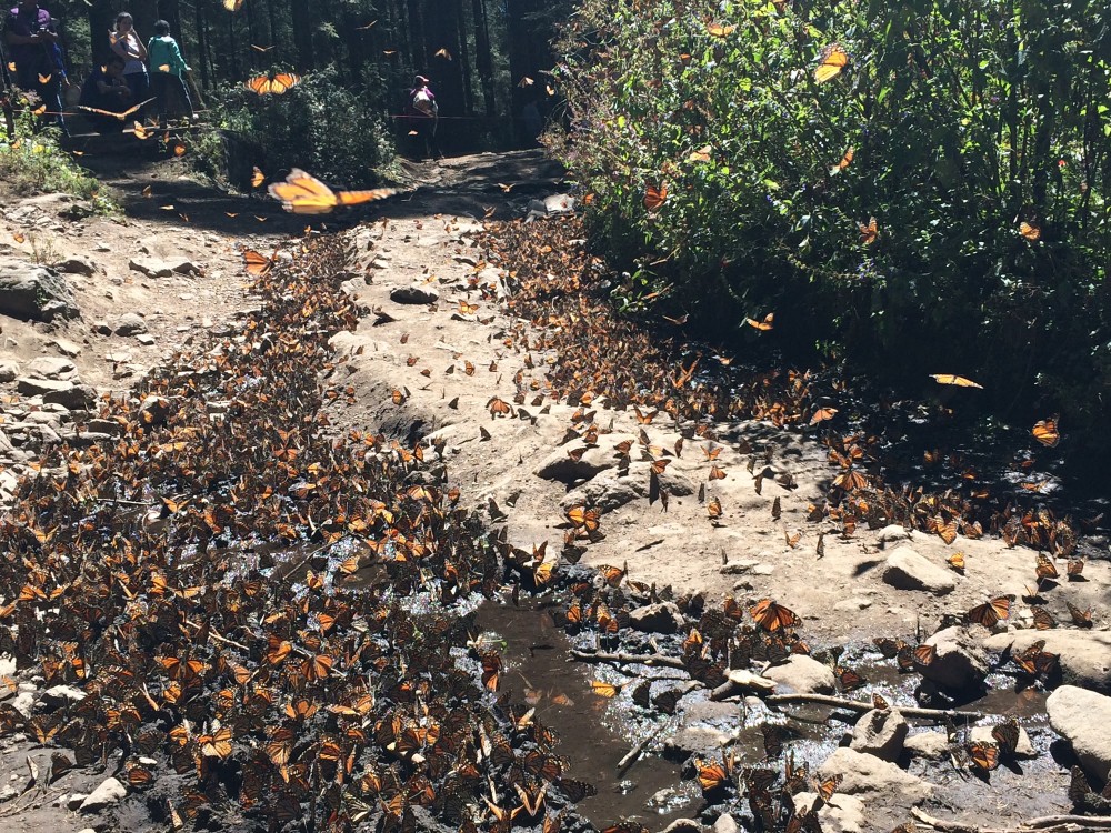 Image of monarch butterflies drinking water at sanctuary in Mexico