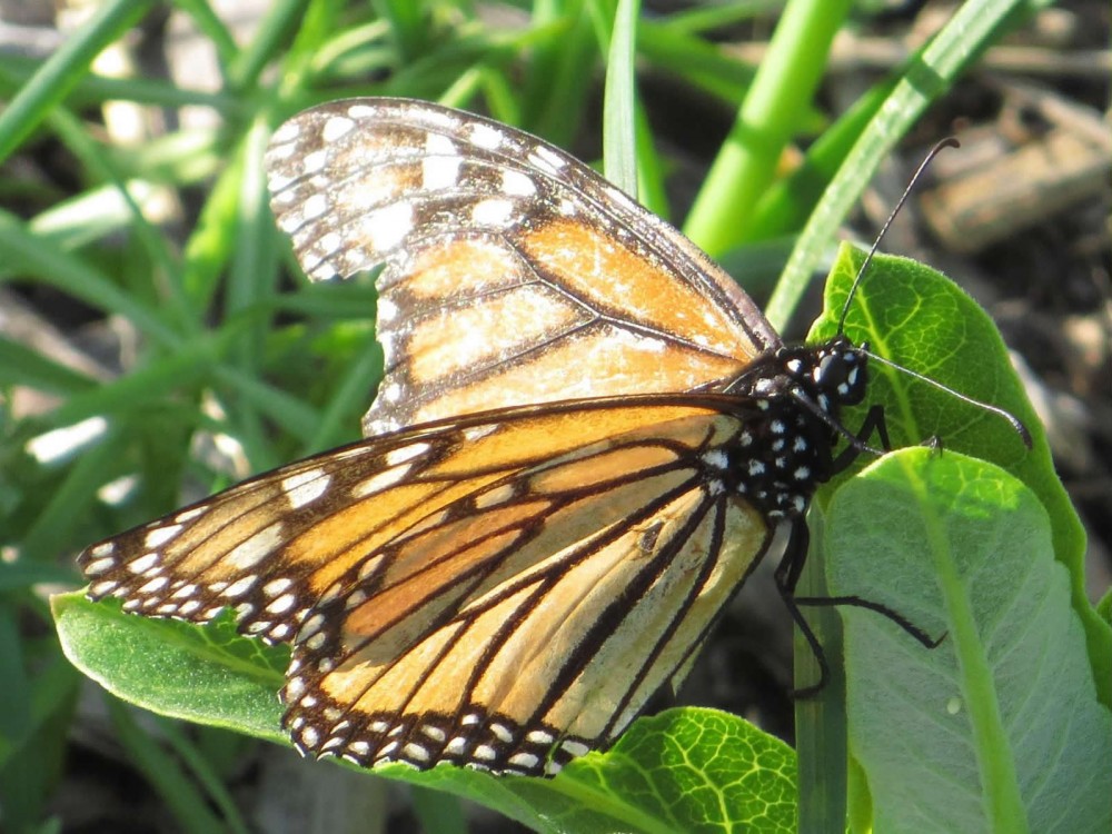 Picture of Monarch Butterfly with very worn wings laying eggs.