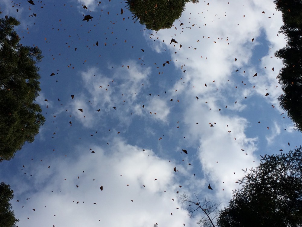 Monarch Butterflies flying at winter sanctuaries in Mexico.