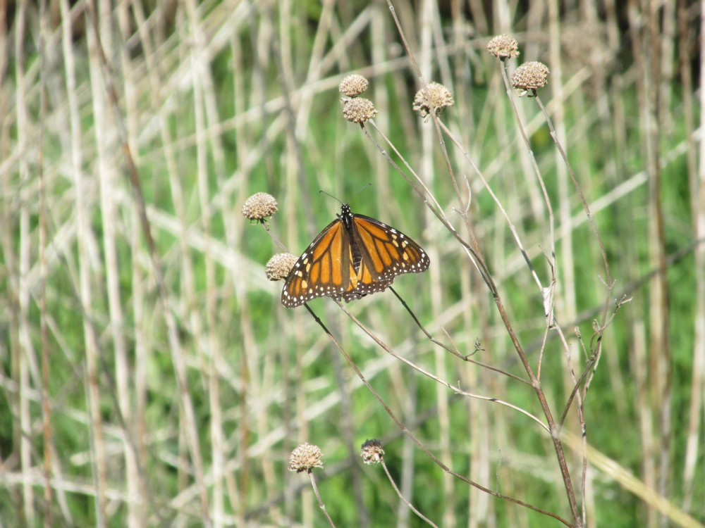 Image of Monarch Butterfly in early May in Minnesota