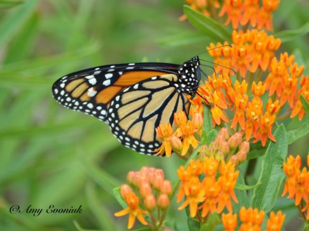 Image of Monarch Butterfly at Milkweed