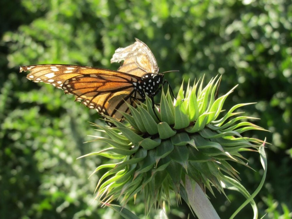 Monarch Wings Over Time