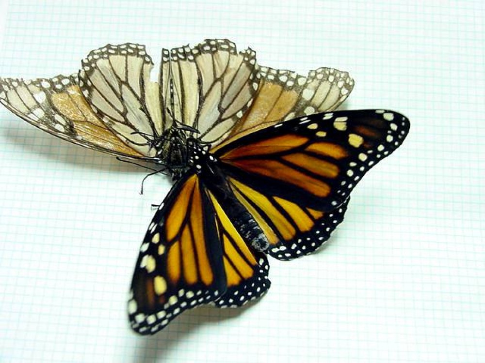 The color and condition of a monarch's wings reveal its age. The young butterfly is vividly colored. The light-colored monarch is 7 months old and has lost most of its scales.
