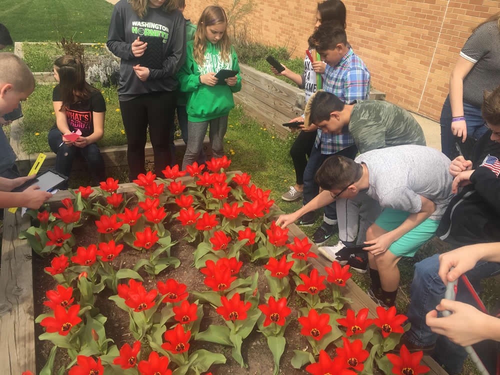 Photo of students observing flowering tulips