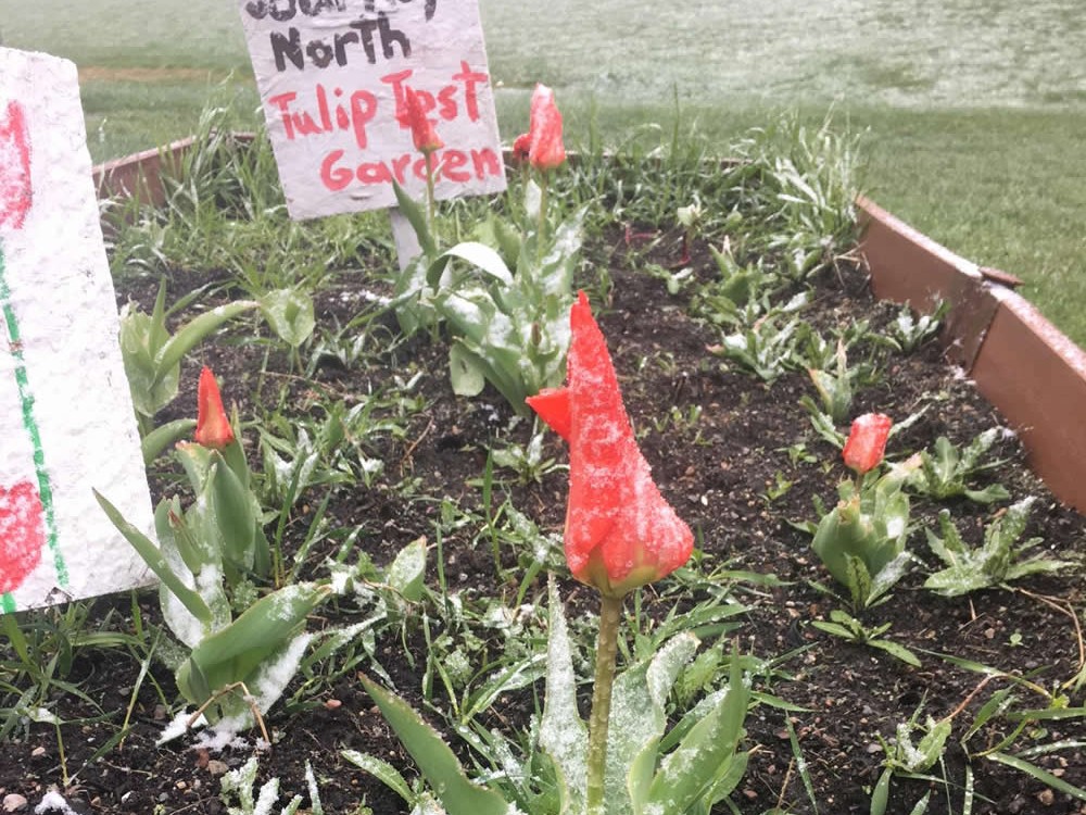 Image of frost in the tulip garden.