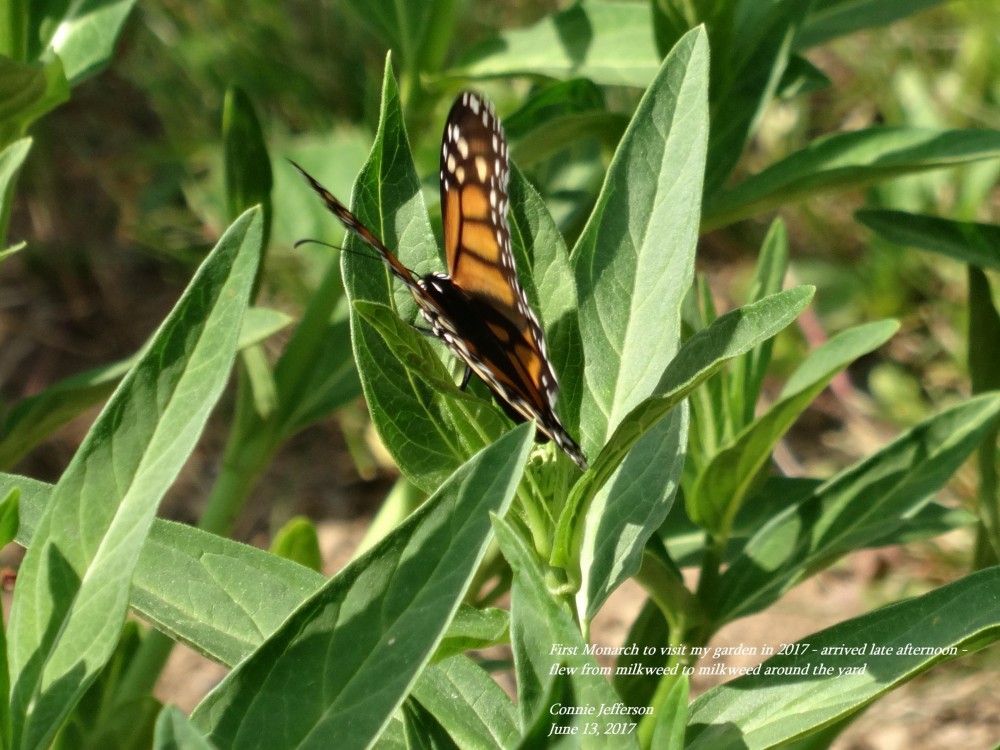 Image of Monarch Butterfly Laying Eggs