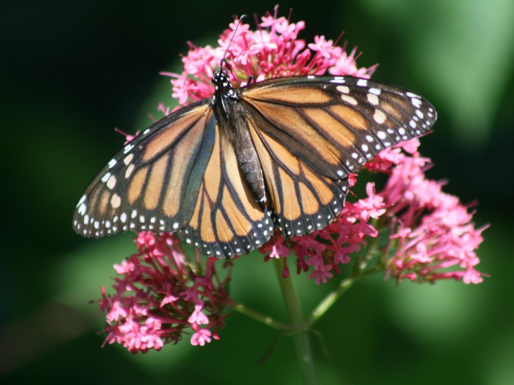 Image of Monarch Butterfly Necaring on Milkweed