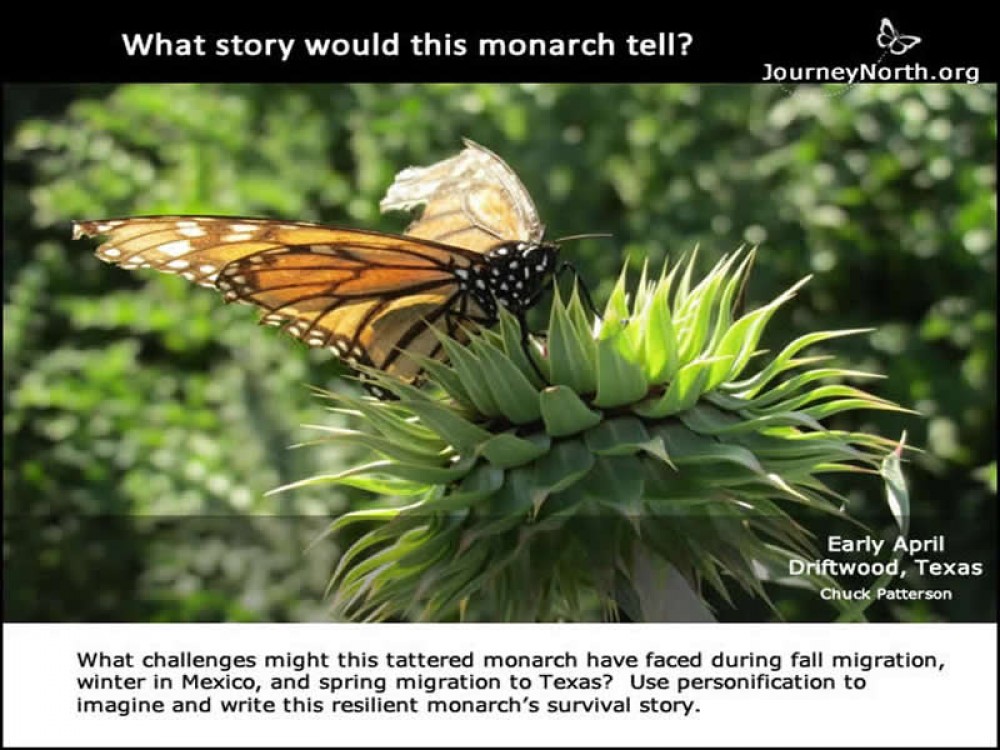 What story would this monarch butterfly tell? 