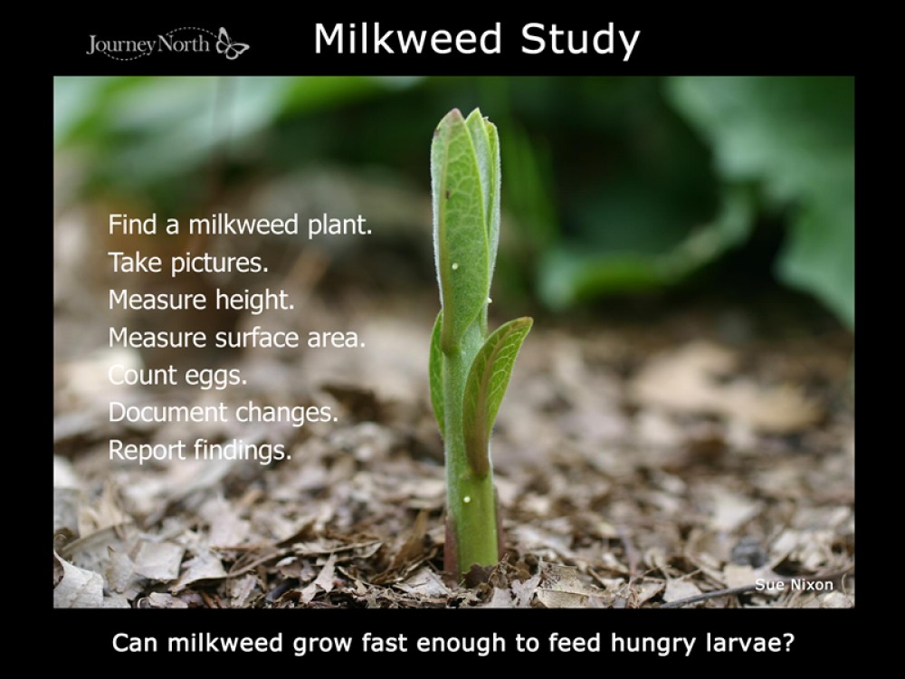 Journal Milkweed Study