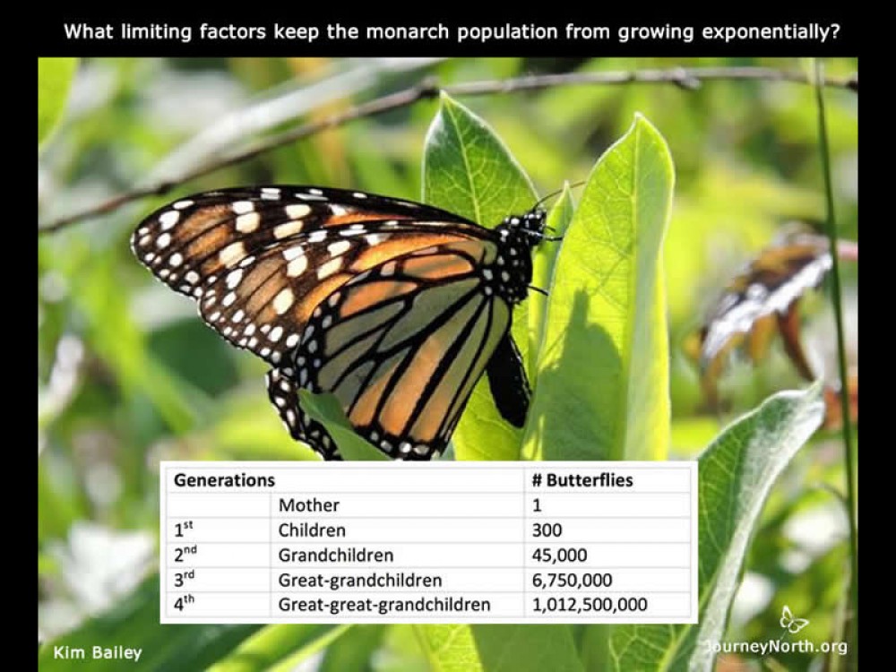 Journal How Population Grow?