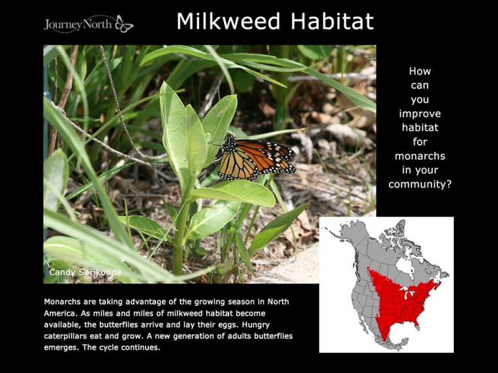 Journal Creating Milkweed Habitat