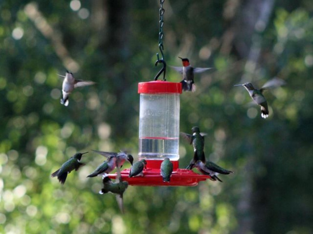 Hummingbirds are on guard and ready to battle over food. Observers describe their battle behavior as skirmishing, chasing, swooping, dive-bombing, and warring. Photo by Scott Brega