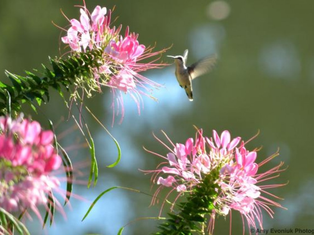 Cleome, or Spider Flowers are popular annuals for the garden. They grow up to 2 meters tall each summer. They don't emit a noticeable fragrance, but hummingbirds and butterflies were drawn to the cleome, and zinnea flowers in Amy Evoniuk's yard. Photo by Amy Evoniuk
