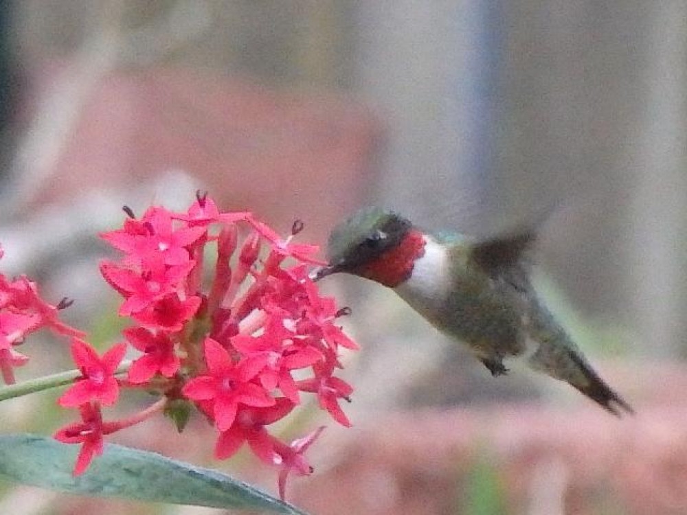 While both sexes can be seen chasing away others from feeders and flowers, male hummingbirds devote more energy and time to territorial defense than females do. Although a male does not share the responsibilities for nesting and raising babies, his work in keeping other hummers off the territory is very important to ensure that the babies will have enough food. 