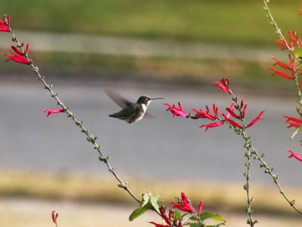 One of many ornamental Salvias, pineapple sage has a long-blooming flower that can last late into the fall. This hummingbird found the pineapple sage flower and was lured to the feeder even on a cold November 18th day in Levittown, New York. Photo by Cathy Mead