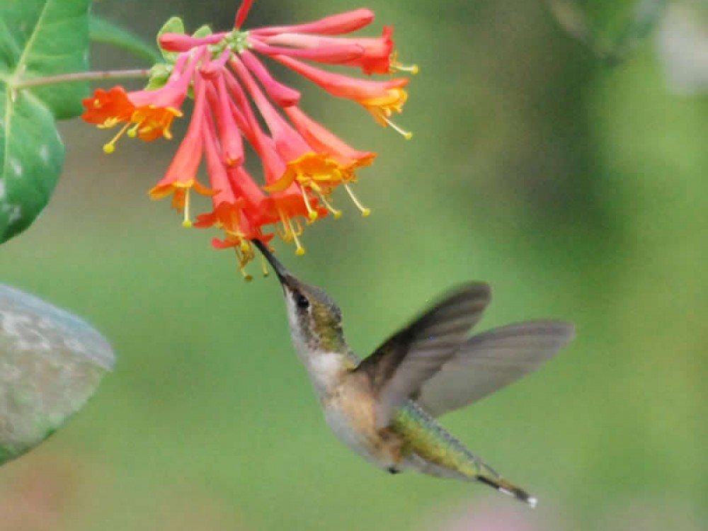 hummingbird plants