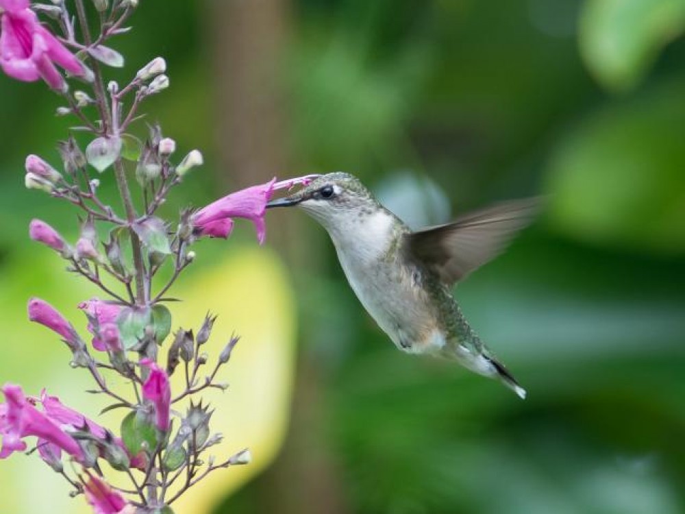 hummingbird nectar plants