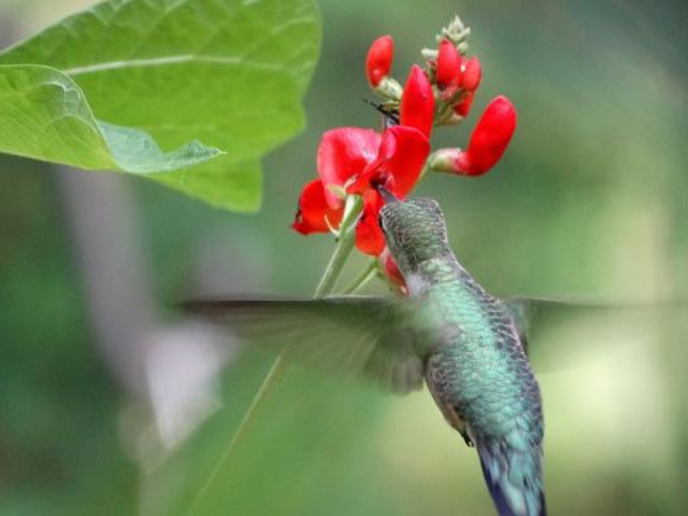 Hummingbirds feed at hundreds of flowers every day to gather enough nectar to meet their energy needs. Photo by Glenna Harrower