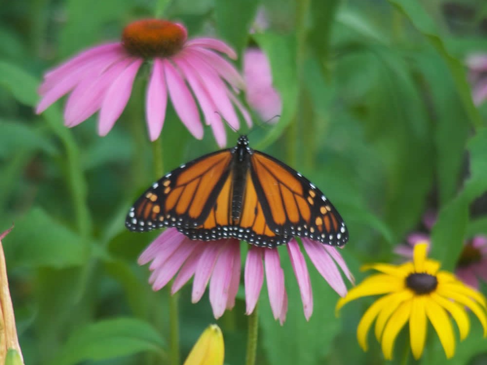 Monarch Butterfly Nectaring on Cone Flower