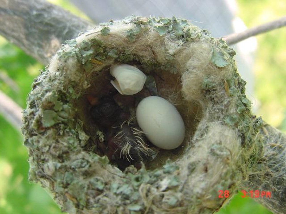 The female begins incubating as soon as the first egg is laid. She is responsible for all the incubating. She sits on the eggs all through the night, and about 75% of the time during the day. Photo Dorothy Edgington