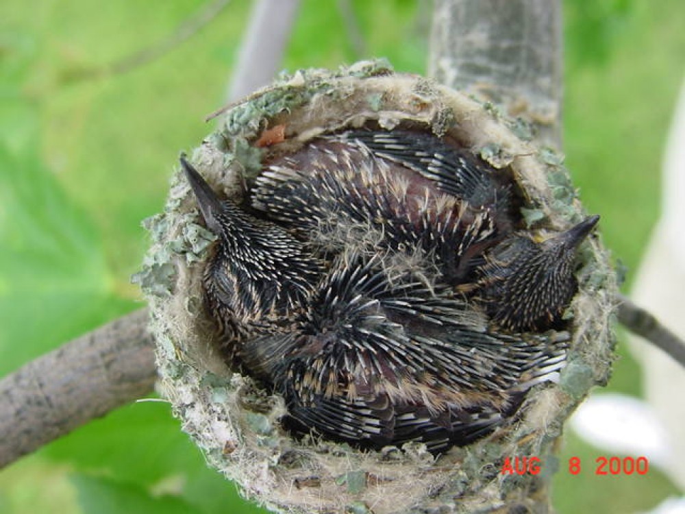 Immediately after the first baby hatches, she will incubate about 86% of the time during daylight. As they require more and more food, she broods them less and less. When she leaves the nest to forage, she collects nectar, pollen, and tiny insects in her crop. When she returns to the nest, she regurgitates the energy-rich slurry into the mouths of the nestlings. By the 3rd day after hatch, the chicks have doubled their mass, which doubles again by day five and again by day eight. Photo by Dorothy Edgington