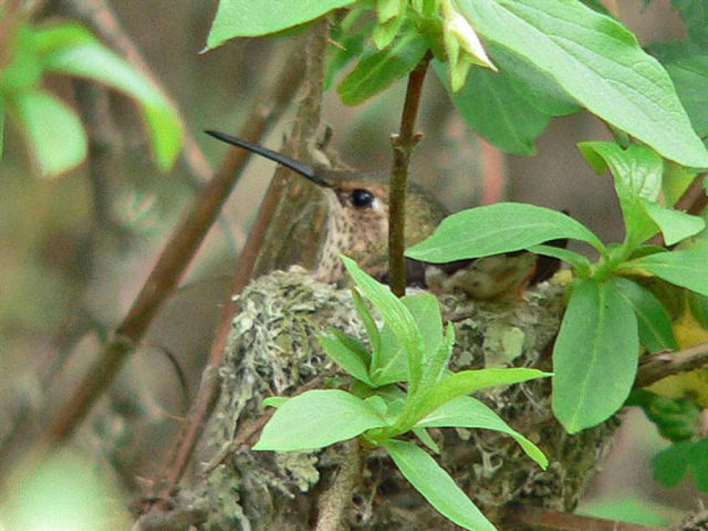 How does a habitat help hummingbirds survive? Photo by Verle Stuve