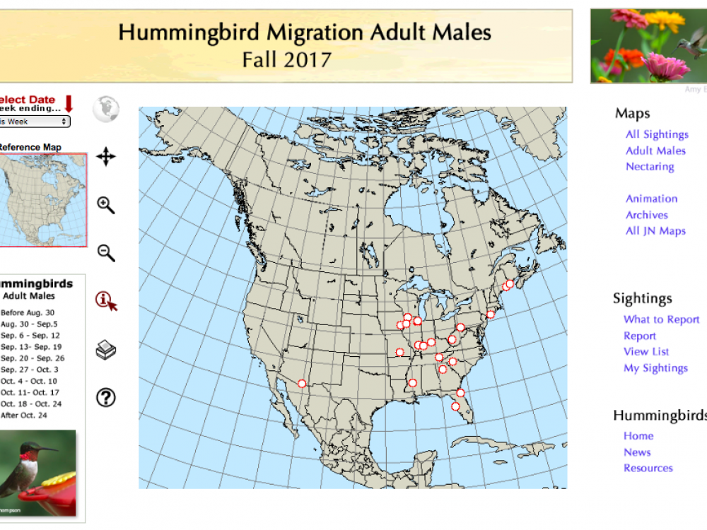 Study the migration maps. Record the dates hummingbirds have been reported. What patterns do you see? Based on these sightings, can you identify waves of migrants moving in certain directions?