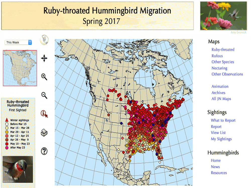 Study the migration maps. Where and when have hummingbirds been reported? Watch for patterns. Predict when they might reach your feeders, and when they might reach the farthest regions of their breeding grounds.