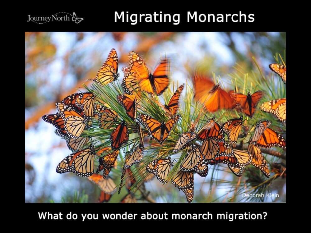 The Magic of Monarch Butterfly Migration