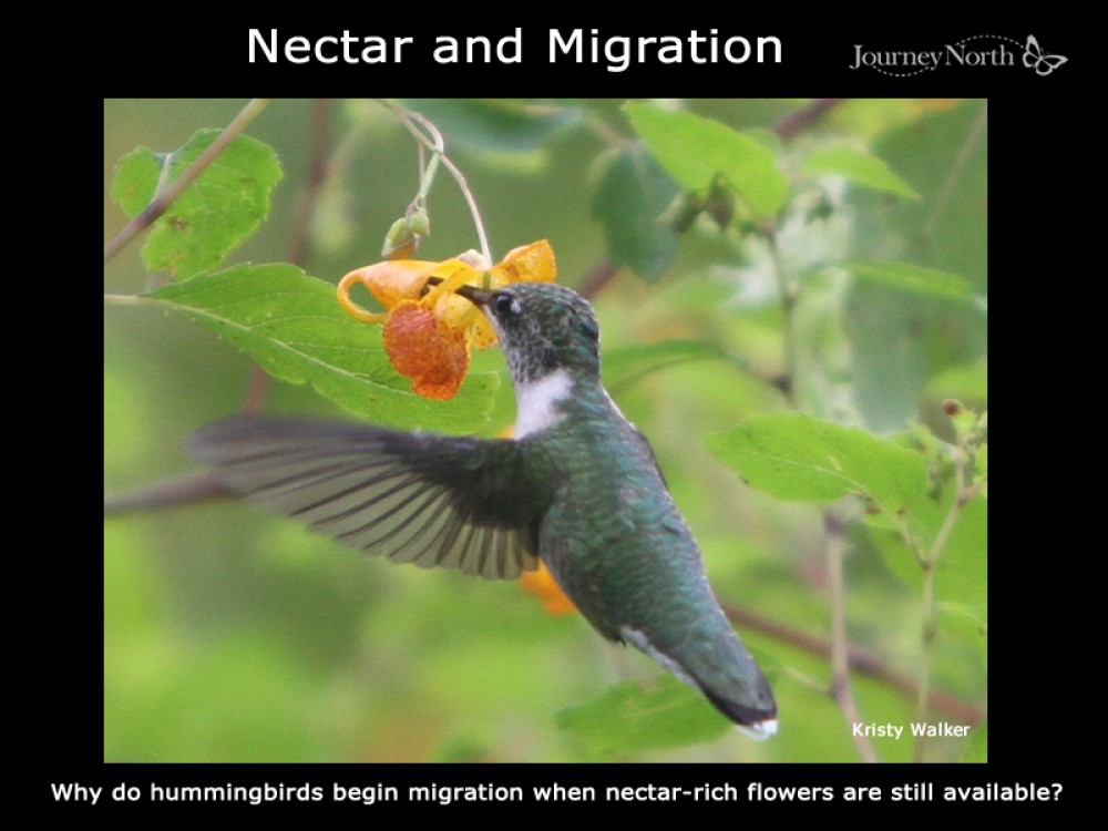 Journal Nectar and Migration