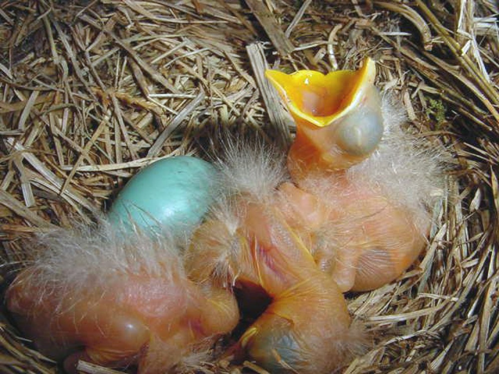 It's May and first brood of chicks have hatched. Always on duty, robin parents work as a team. The dependent nestlings need their parents to feed, shelter and protect them. When nestlings fledge, both parents continue to bring them food until Mom starts building a new nest for the next clutch of eggs. The fledglings stay with dad to learn important skills. Both parents are critically important to the survival of their chicks. 