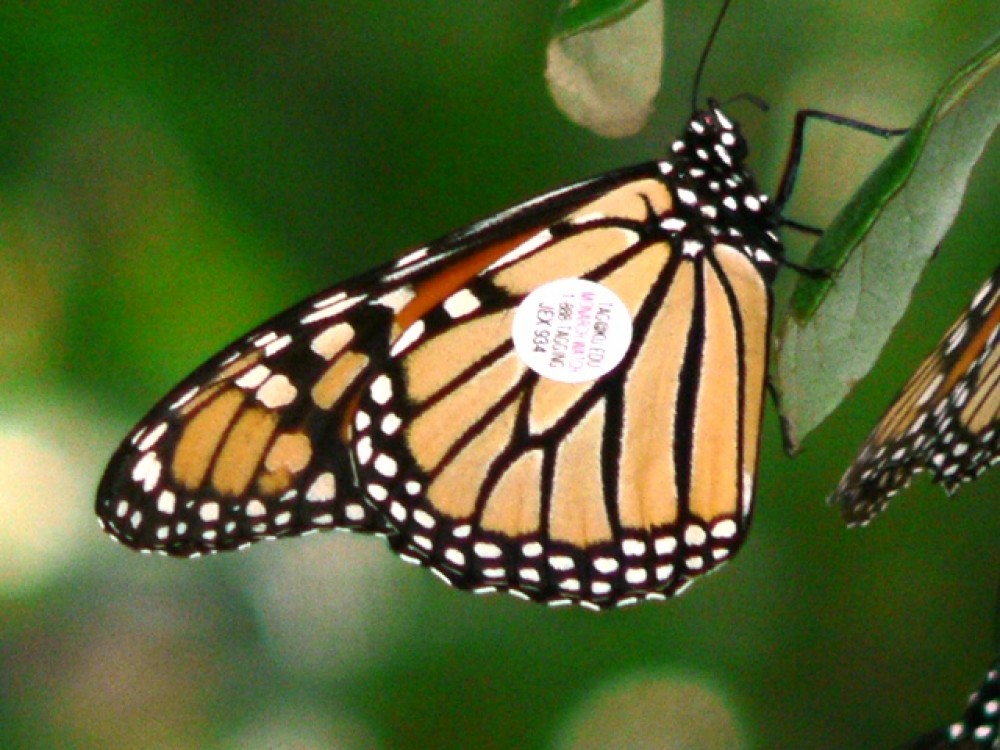 People often wonder how long it takes one butterfly to migrate to Mexico. Tagging data can provide clues. The butterfly in this photo was tagged in South Dakota. It was found two months later in Texas, 852 miles away. This timing supports what we know about fall migration. Monarchs don't fly non-stop to Mexico. They feed, rest, and wait to travel until the wind is right.  Monarch Butterfly with proboscis, not labeled.