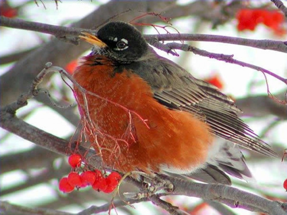 During November migration is well underway, and it never really ends. Robins are on the move throughout autumn, winter, and early spring. Winter robins are social and travel in flocks, relying on one another to find food and watch for predators. Robins now spend more time in trees than on the ground. Fluffing out their down feathers keeps them warm in cold temperatures. 