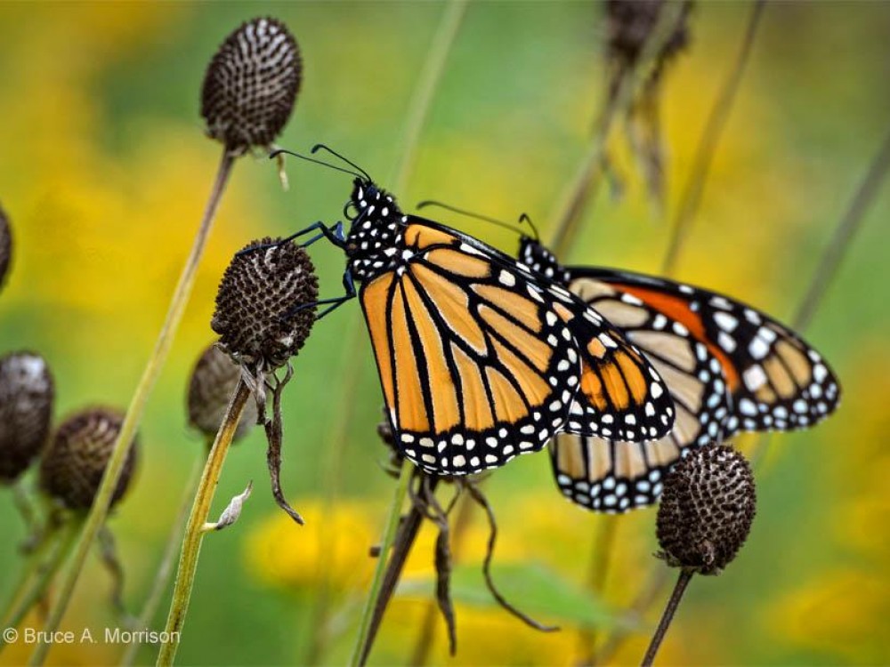 Image of monarch butterflies resting on the Iowa prairie.