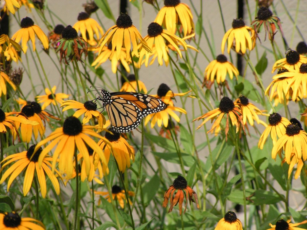 Monarch Butterfly Nectaring on Black-eyed Susans