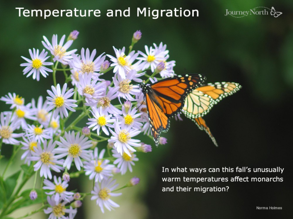 Temperature and Monarch Butterfly Migration