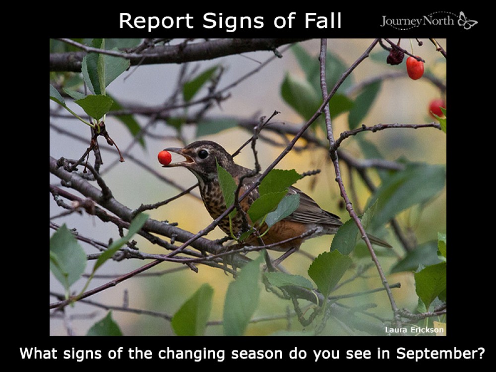 Report Signs of Fall