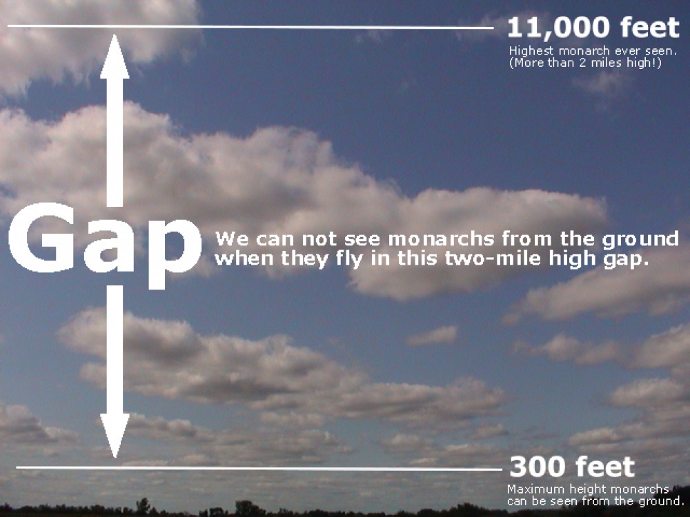 We can't see monarchs when they fly more than about 300 feet high. There is a gap overhead two miles high where monarchs can travel and we can't see them.