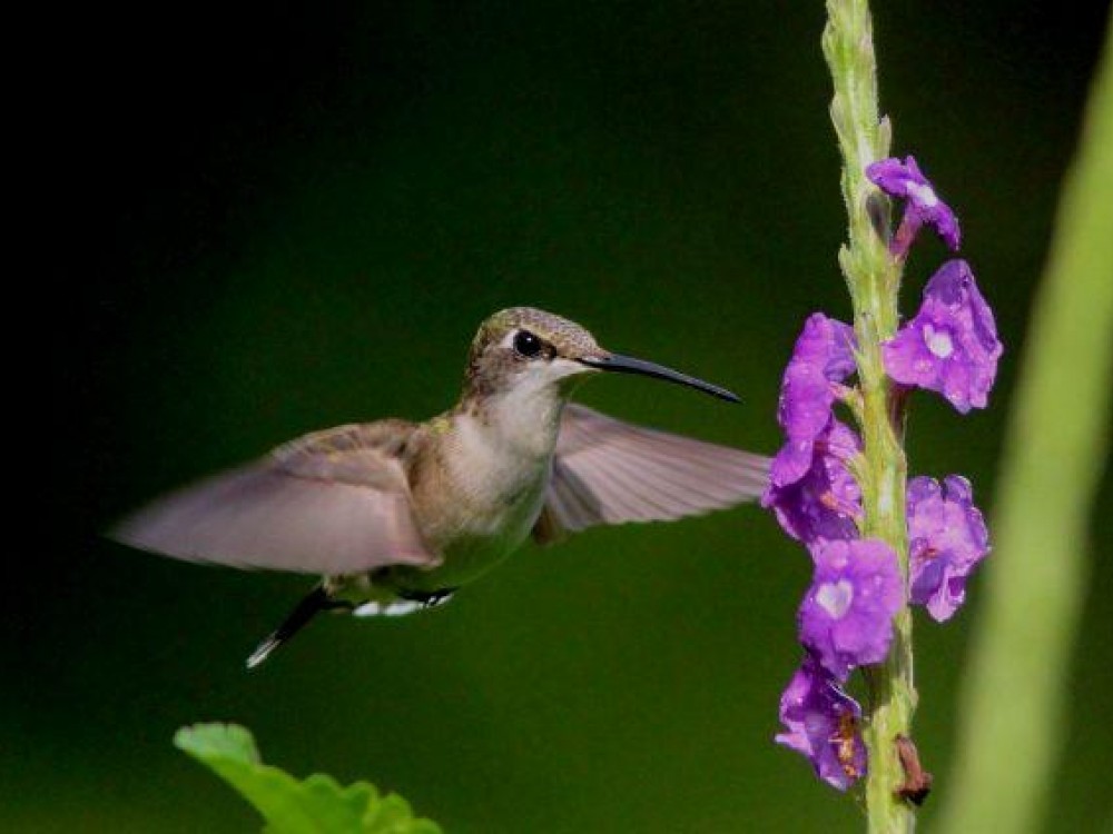 Image of Ruby-throated Hummingbird by Patricia Nethercote, October 24, 2015