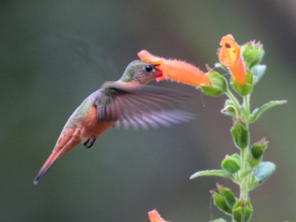 Image: Cinnamon Hummingbird