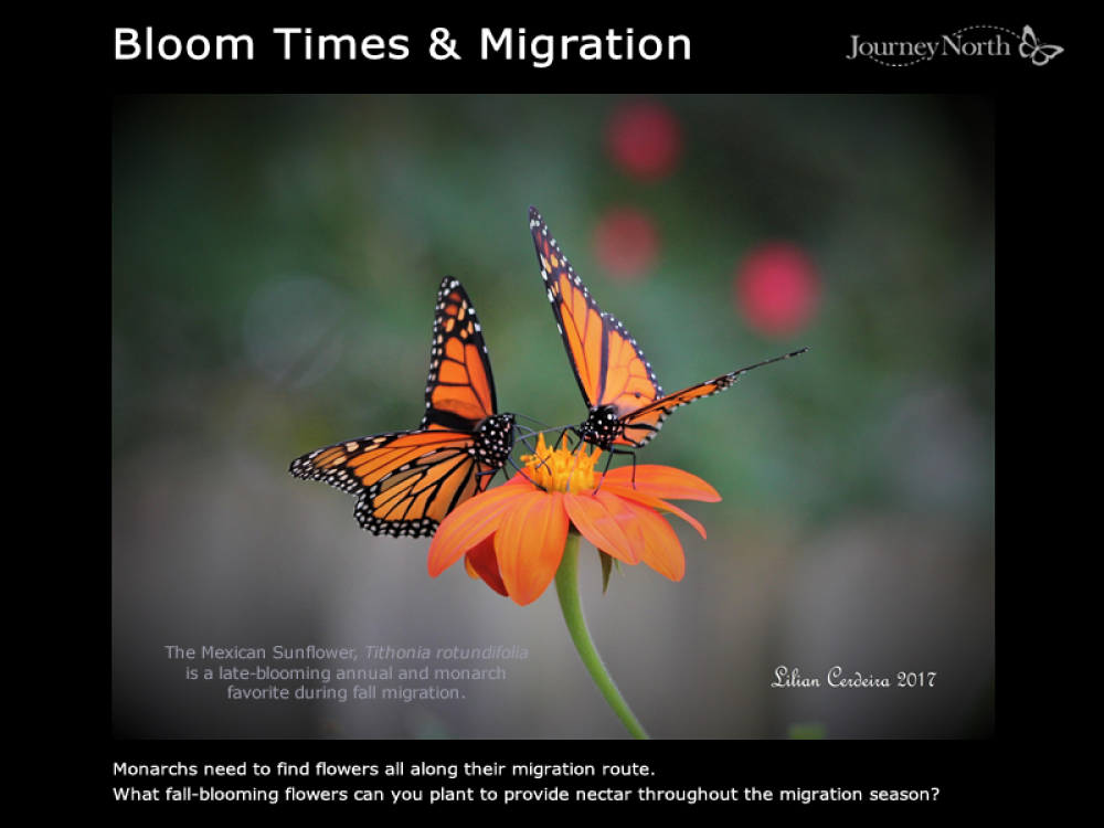 Journal Bloom Times & Monarch Migration
