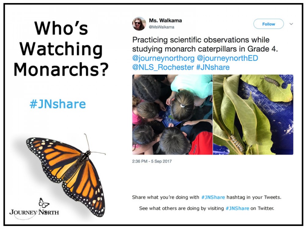 Journal: Who's Watching Monarchs?