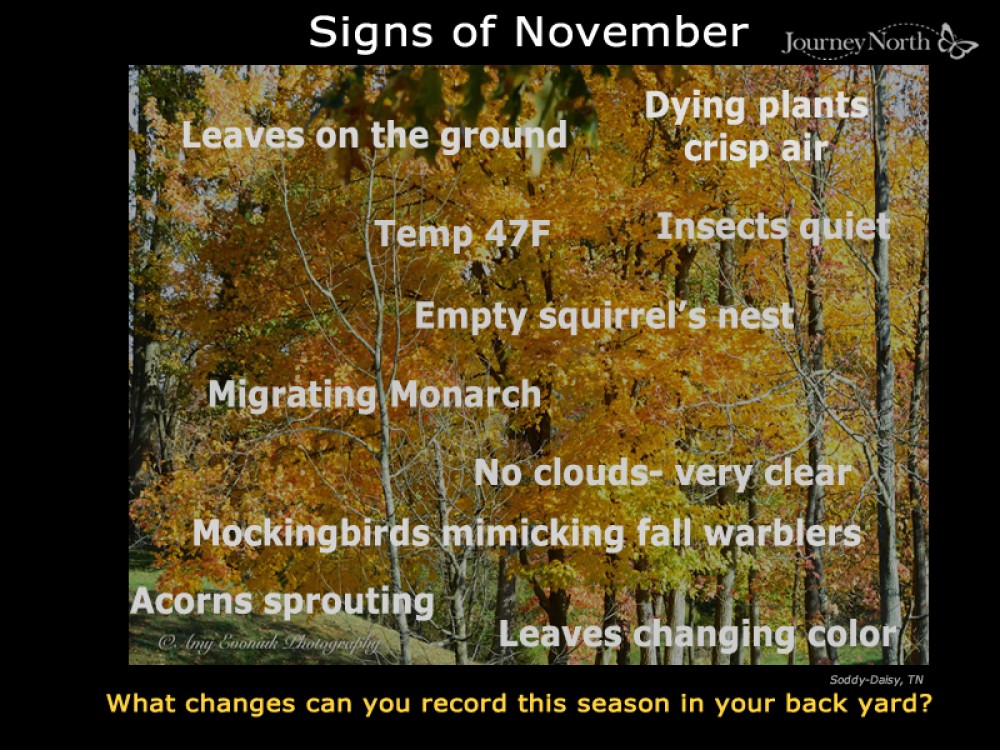 What do you observe in November?