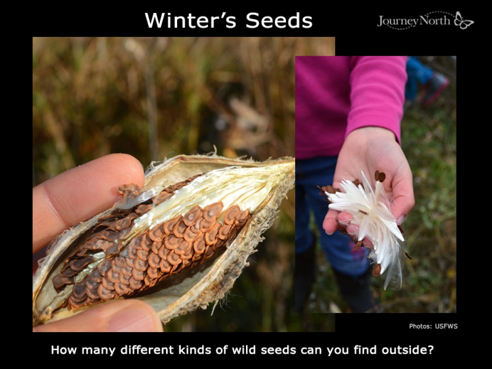How many different kinds of wild seeds can you find outside?