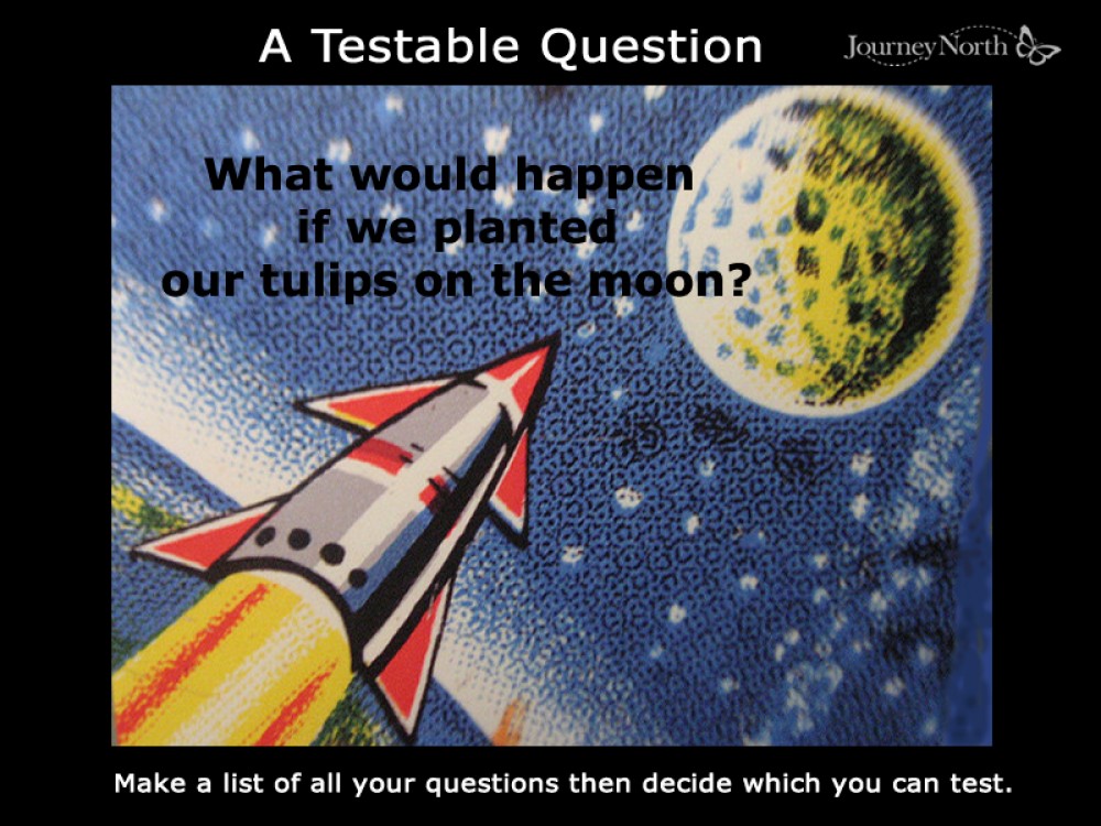 What would happen if we planted our tulips on the moon?
