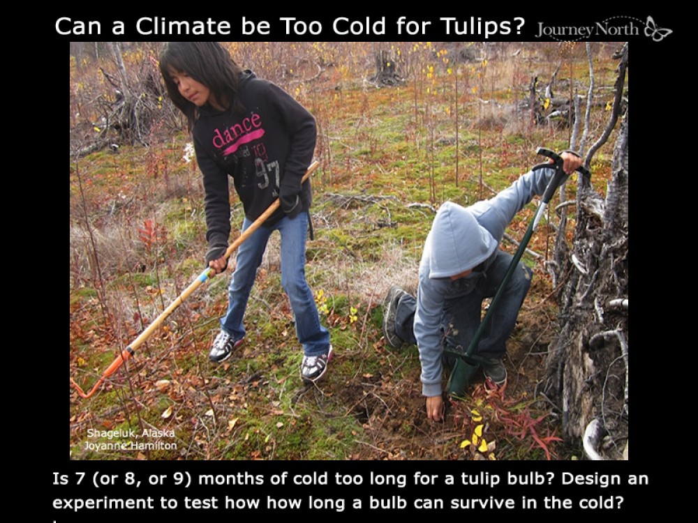 Alaskan students planting tulips
