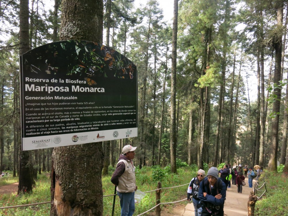 Once handing out your entrance ticket, the enjoyment starts as you go up hill along the only trail the next 2.5 kilometers to reach the Colony. Visitors will find informative signs on Monarchs’ phenomenon, their migration facts to central México and the local habitat in weather, flora and fauna in which they overwinter in their Oyamel forests.