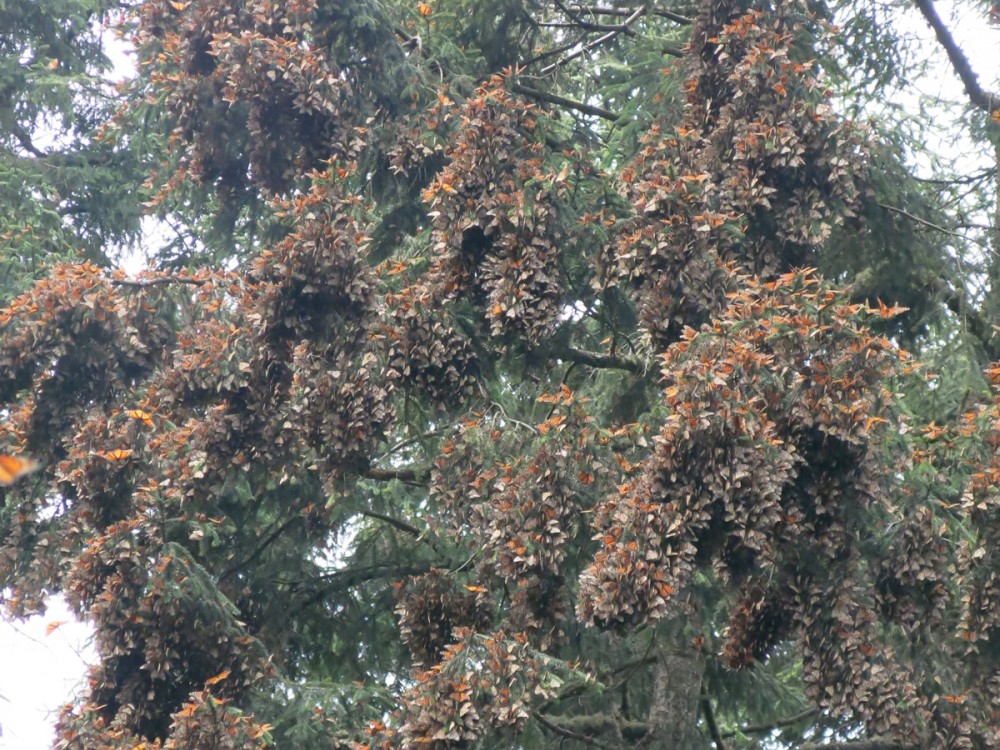 Beautiful, dense, healthy, bright golden clusters were hanging from the trees at the core of the colony. 