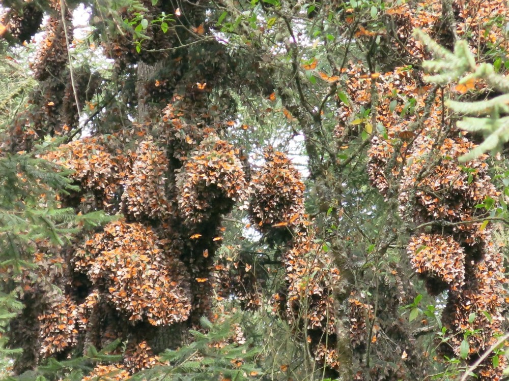 Monarch Butterflies at Sanctuary in Mexico